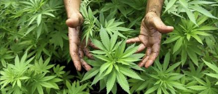 La gran mayora de espaoles, a favor de legalizar el uso teraputico de la marihuana, segn el CIS