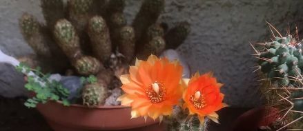 Florecieron los cactus del jardín!!!!