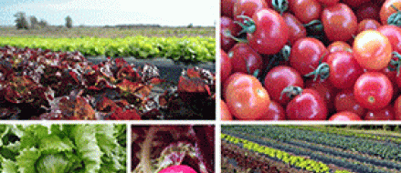 FERIA DE FRUTAS Y VERDURAS ORGNICAS EN EL MUSEO