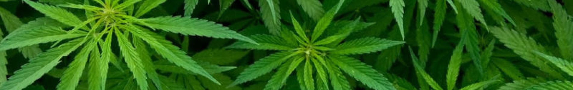 Museo del Cannabis Montevideo